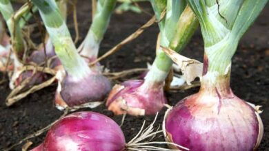 Photo of Coltivazione della Rutabaga: varietà di piante, istruzioni per l’uso, problemi e raccolta