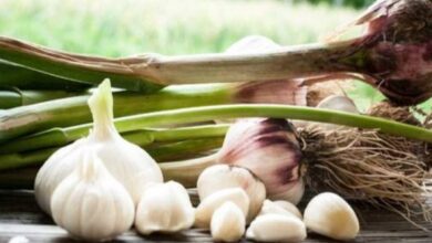 Photo of Coltivazione dell’aglio – Come piantare e coltivare l’aglio nel tuo giardino