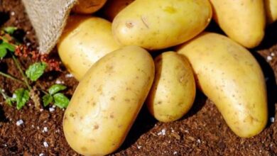 Photo of Coltivazione delle patate: una guida per principianti alla coltivazione di patate grandi e sane