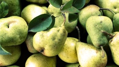 Photo of Coltivazione delle pere: la guida completa per piantare, curare e raccogliere le pere