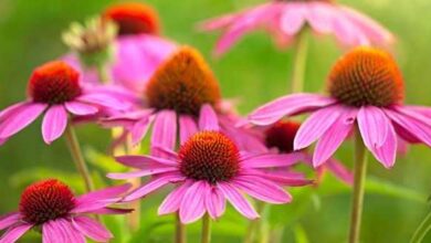 Photo of Coltivazione dell’Echinacea : La Guida completa alla coltivazione, alla coltivazione e alla raccolta dell’Echinacea