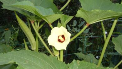 Photo of Coltivazione dell’okra: le migliori varietà, guida alla semina, cura, problemi e raccolta