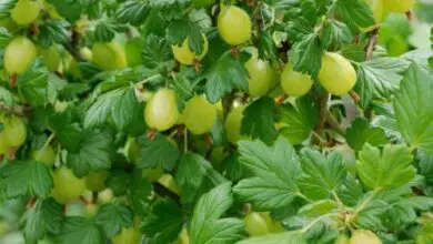 Photo of Coltivazione dell’uva spina: una guida completa per la semina, la cura e la raccolta dell’uva spina
