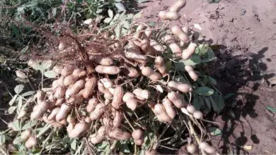 Photo of Coltivazione di arachidi: la guida completa per piantare, coltivare e raccogliere arachidi