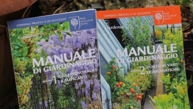 Photo of Coltivazione di arbusti tutsani: consigli per la manutenzione dei tutsani in giardino