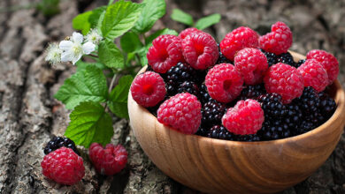 Photo of Coltivazione di bacche: come piantare un appezzamento di bacche (fragole, mirtilli, ecc.)