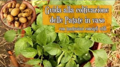 Photo of Coltivazione di Comfrey : La Guida completa alla semina, alla cura e alla raccolta di Comfrey