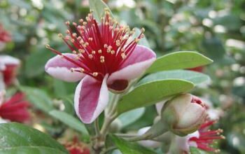 Photo of Coltivazione di Feijoa : La Guida completa alla semina, alla coltivazione e alla raccolta di Feijoa