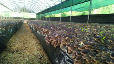 Photo of Coltivazione di funghi bottone: una guida completa per piantare, coltivare e raccogliere i funghi bottone