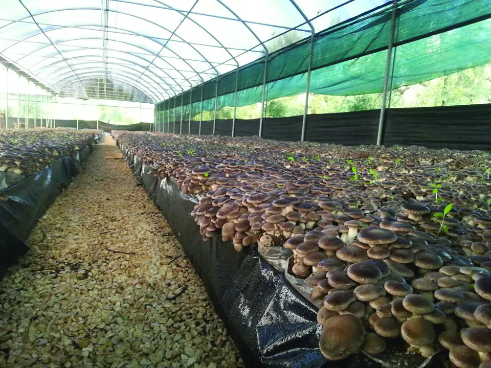 Coltivazione di funghi bottone una guida completa per piantare, coltivare e raccogliere i