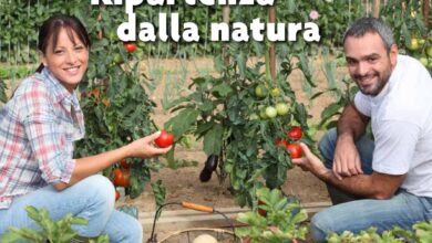 Photo of Coltivazione di limone verbena: la guida completa per piantare, coltivare e raccogliere il limone verbena