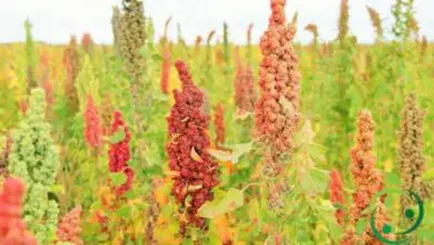 Photo of Coltivazione di quinoa: una guida completa per piantare, coltivare e raccogliere la quinoa