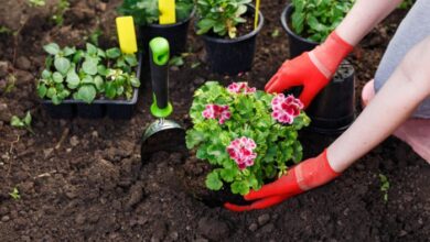Photo of Colture facili per iniziare a fare giardinaggio e avere un giardino…