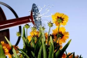 Photo of Come annaffiare correttamente le piante