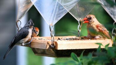 Photo of Come attirare gli uccelli nel vostro giardino