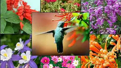 Photo of Come attirare i colibrì nel vostro giardino quest’estate in 15 semplici modi