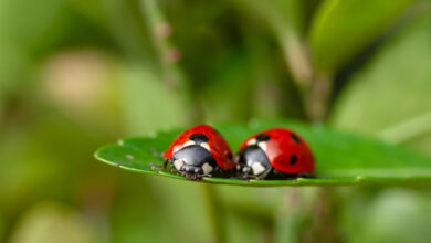 Photo of Come attirare le coccinelle nel vostro giardino