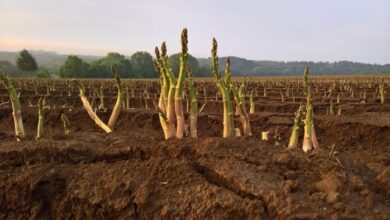 Photo of Come coltivare gli asparagi