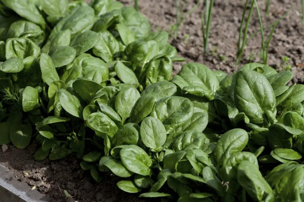 Come coltivare gli spinaci nel tuo giardino - Il Giardino ...