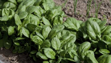 Photo of Come coltivare gli spinaci nel tuo giardino