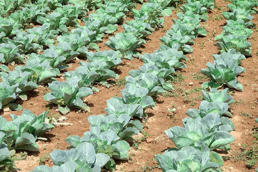 Come coltivare i broccoli Il Giardino Commestible