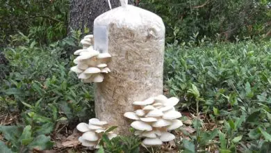 Photo of Come coltivare i funghi
