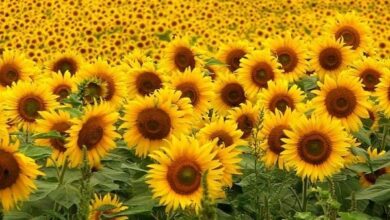 Photo of Come coltivare i girasoli