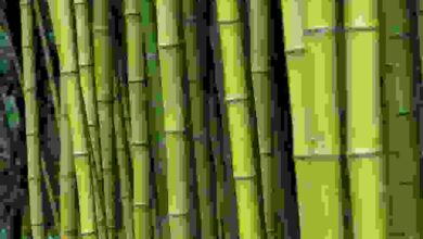 Photo of Come coltivare il bambù