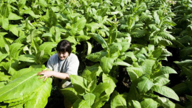 Photo of Come coltivare il proprio tabacco