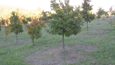 Photo of Come coltivare il tartufo in 7 semplici passi e ottenere grandi benefici