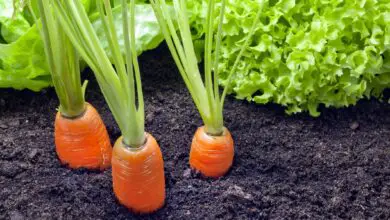 Photo of Come coltivare le carote
