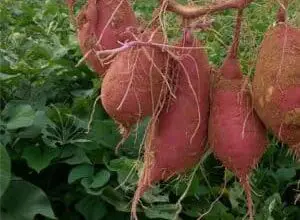 Photo of Come coltivare le patate dolci