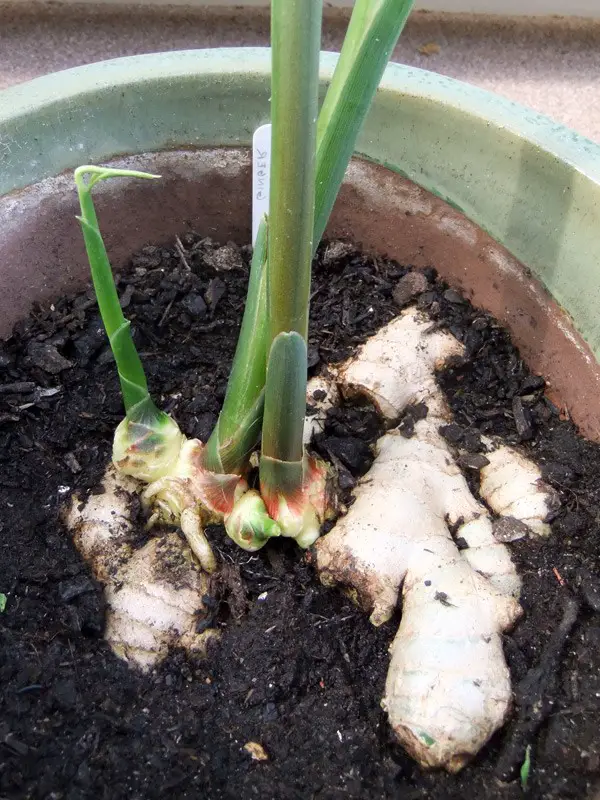 Come coltivare lo zenzero Il Giardino Commestible Come coltivare lo zenzero Il Giardino Commestible