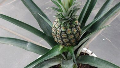 Photo of Come coltivare un ananas