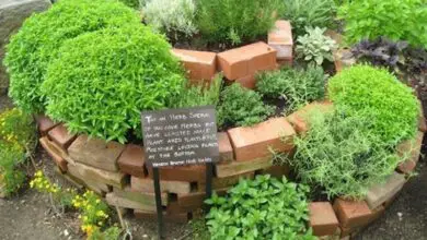 Photo of Come costruire una spirale di erbe aromatiche nel vostro giardino (e perché dovreste farlo)