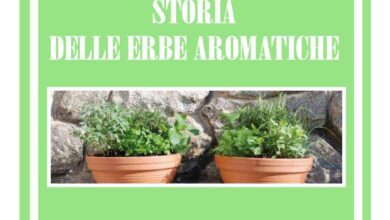 Photo of Come creare un giardino di erbe aromatiche di successo e 6 errori da evitare a tutti i costi