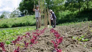 Photo of Come creare un giardino di lasagne sostenibile in soli 6 passi