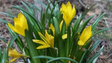 Photo of Come curare la Sternbergia lutea o la pianta di zafferano in autunno