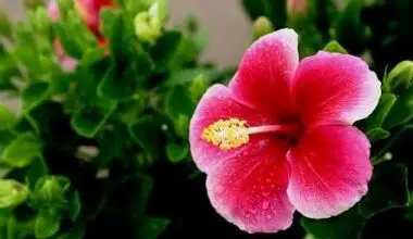Photo of Come far crescere fiori di ibisco commestibili nel tuo giardino