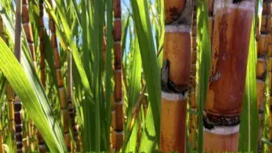 Photo of Come fertilizzare la canna da zucchero – Consigli per l’alimentazione delle piante di canna da zucchero