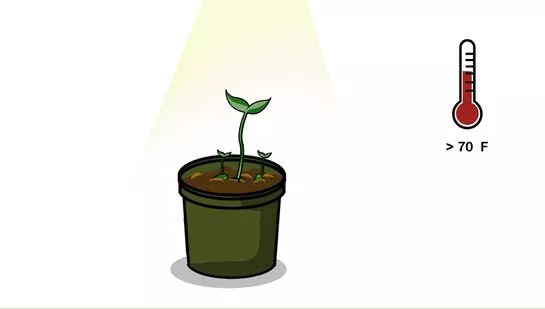 Photo of Come germinare facilmente e rapidamente da un albero