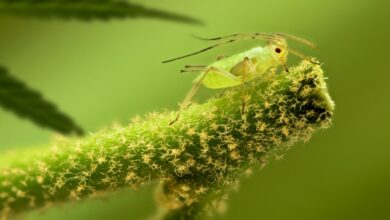 Photo of Come individuare e controllare gli afidi sulle piante del vostro giardino