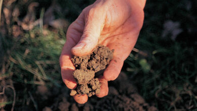 Photo of Come indurire le piante e alcuni consigli su come farlo bene