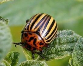 Photo of Come liberarsi degli insetti della patata: 11 passi per porre fine all’infestazione