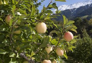 Photo of Come liberarsi dell’ambrosia gigante