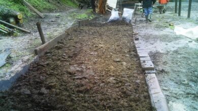 Photo of Come moltiplicare gli impianti a strati con un minimo di lavoro