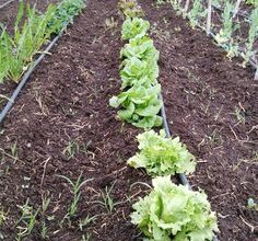 Photo of Come piantare cavoli o gufi nel vostro giardino.