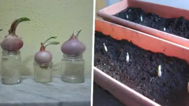 Photo of Come piantare le cipolle a casa