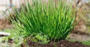 Photo of Come piantare l’erba cipollina – Come coltivare l’erba cipollina nel vostro giardino