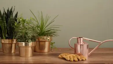 Photo of Come piante d’appartamento per il cibo e l’acqua